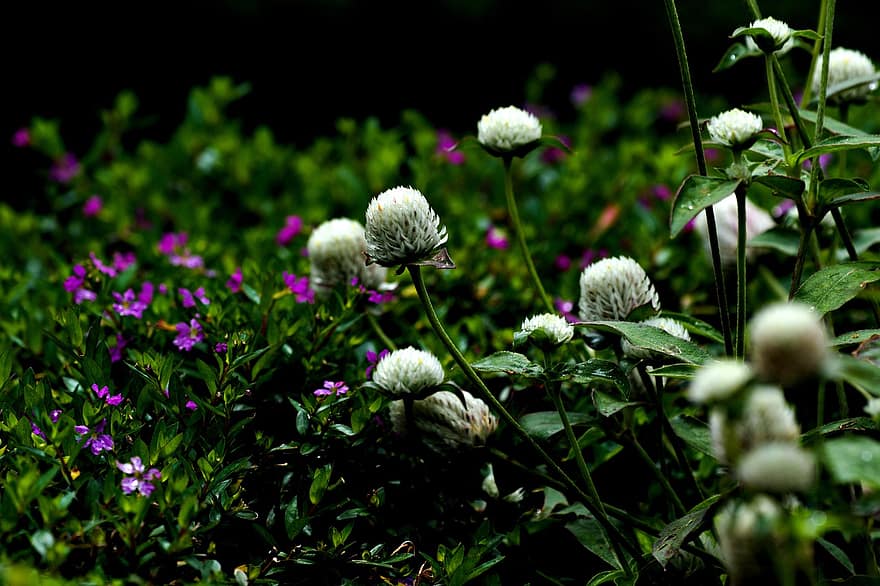квітка, Глобус Амарант, флора, природи, білий, ботаніка, цвітіння