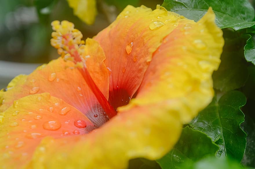 Hibiscus, Flower, Plant, Yellow Flower, Dew, Wet, Dewdrops, Petals, Pistil, Bloom, Leaves