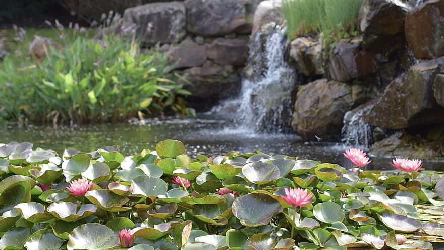 voda, lilie, květiny, květ, rybník, vodopád, Příroda, rostlina, letní, list, zelená barva