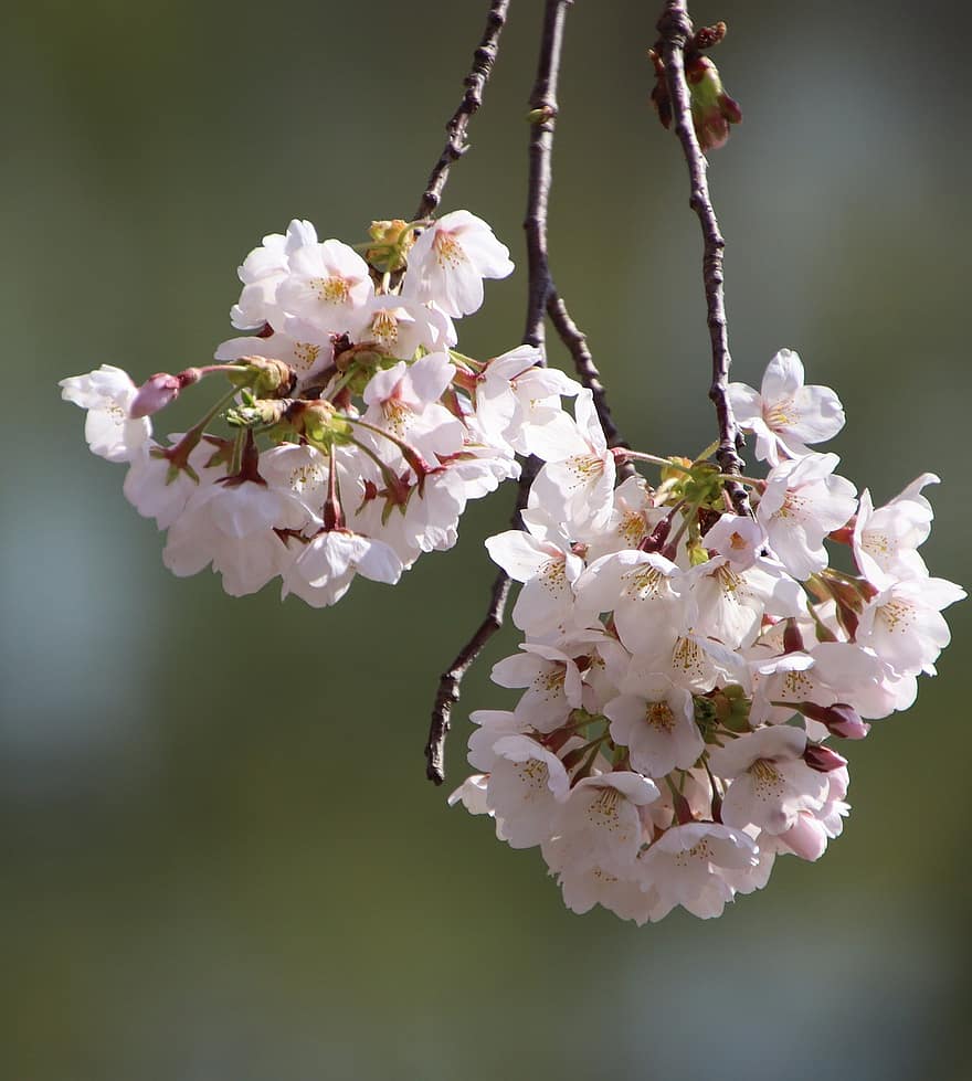 Flores de cerezo, sakura, las flores, flora, Cerezo, primavera, temporada de primavera, de cerca, flor, planta, rama