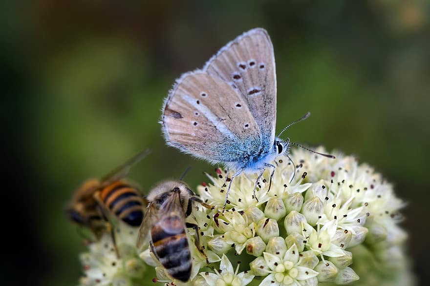 papillon, des abeilles, fleurs, bleu commun, lépidoptères, insectes, animaux, pollinisation, jardin, la nature