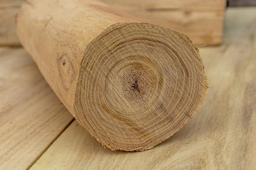 dřevo, akácie, log, letokruhy