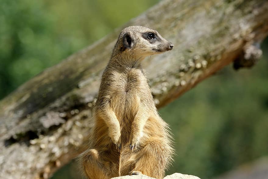meerkat, mamifer, mangustă, animal, curios, lumea animalelor, dulce, drăguţ, sălbatic, animal salbatic, grădină zoologică