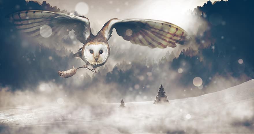Owl, Hunt, Mouse, Landscape, Snow, Snow Landscape, Hunter, Dark, Evening, Forest, Wild