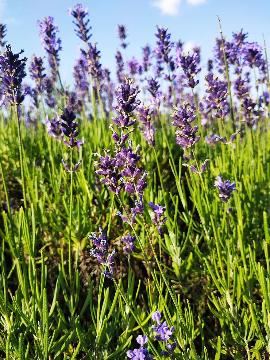 lavenders, những bông hoa, cánh đồng hoa oải hương, những bông hoa tím, hoa, hệ thực vật