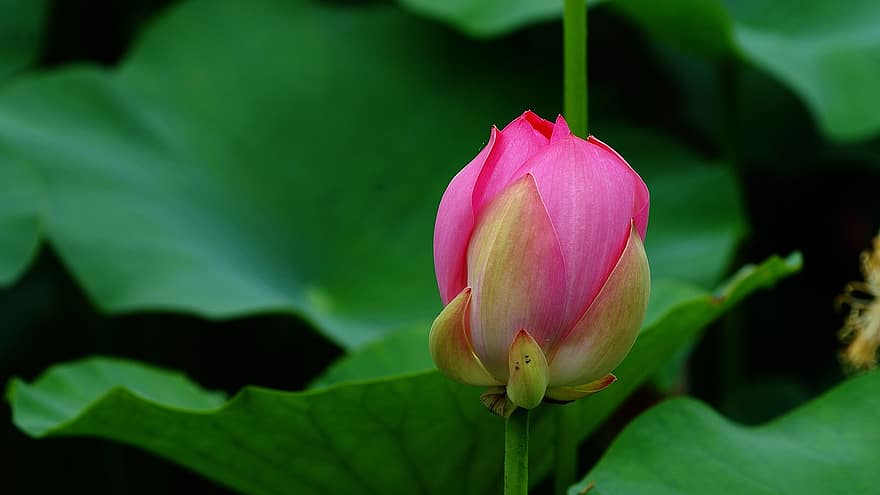 lotus, näckros, flowerbud, rosa blomma, Republiken Korea, Gangneung, natur