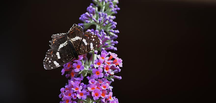 Schmetterling, Insekt, Sommerflieder, Karte Schmetterling, Tier, Schmetterlingsbusch, Blumen, Garten, Natur