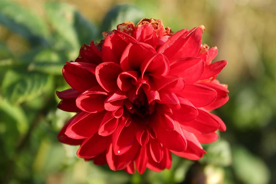 लाल फूल, मेक्सिको का रंगीन फूलों का बड़ा पौधा, लाल डाहलिया, फूल, मैक्रो, प्रकृति