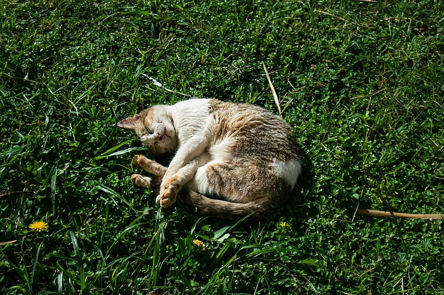 тварина, кішка, котячих, ссавець, порода, газон, трави, милий, домашні тварини, кошеня, домашня кішка