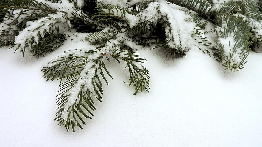 nålar, barrträd, snö, snöig, vinter-, grenar, frost, rimfrost, frostig, vintrig, kall