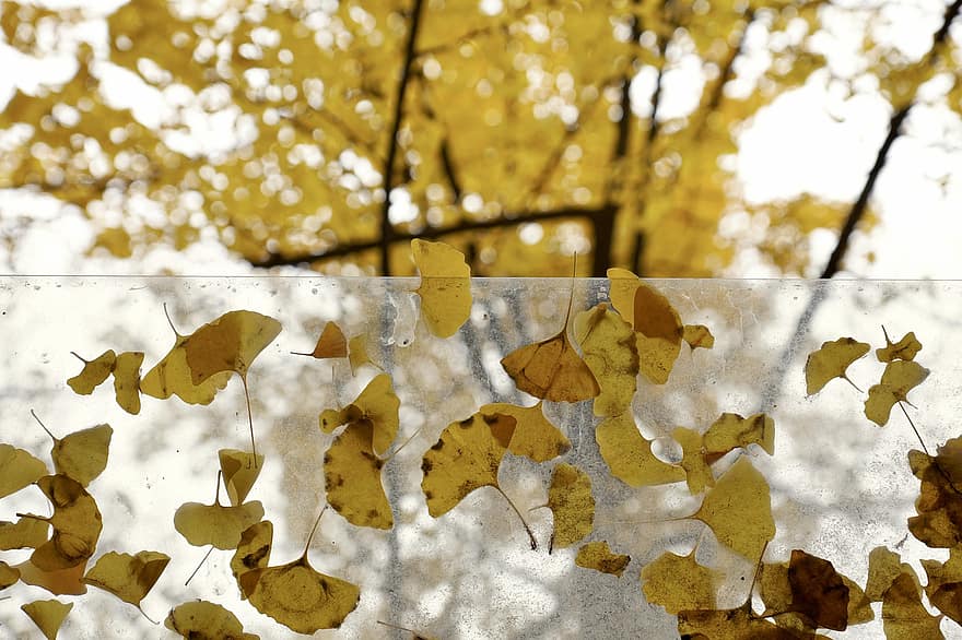 Natura, odchodzi, jesień, spadek, pora roku, liść, żółty, drzewo, październik, tła, las
