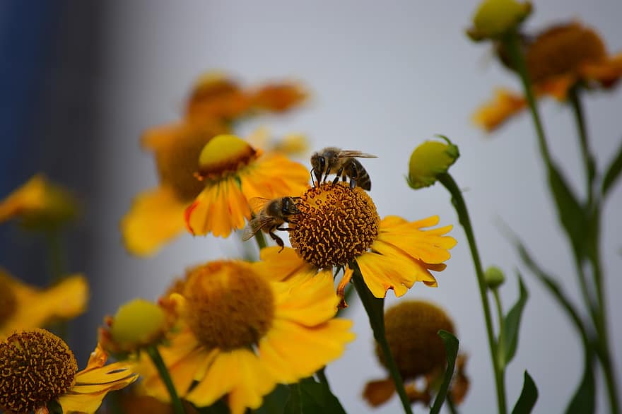lebah, rumput bersin, bunga-bunga, lebah madu, serangga, binatang, taman, alam
