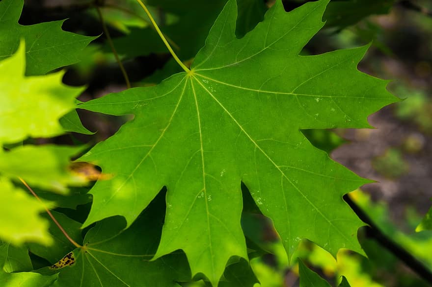 Maple, Leaves, Plant, Foliage, Green, Maple Leaves, Tree, Forest, Nature, Macro, Bokeh