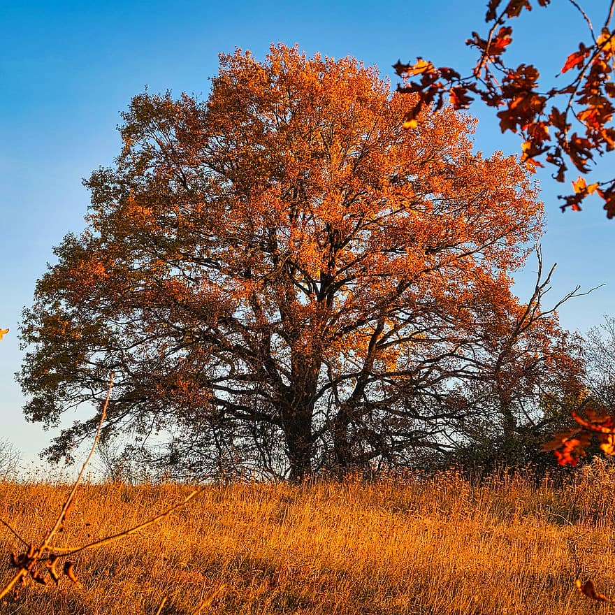 träd, löv, höstfärger, höst säsong, falla, höst, säsong, gul, blad, skog, landsbygden scen