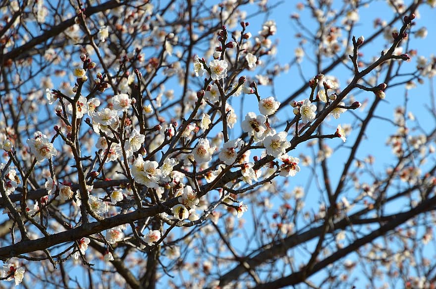 Plum Blossom, Flowers, Spring, White Flowers, Bloom, Blossom, Branches, Tree, Plant, Nature, Closeup