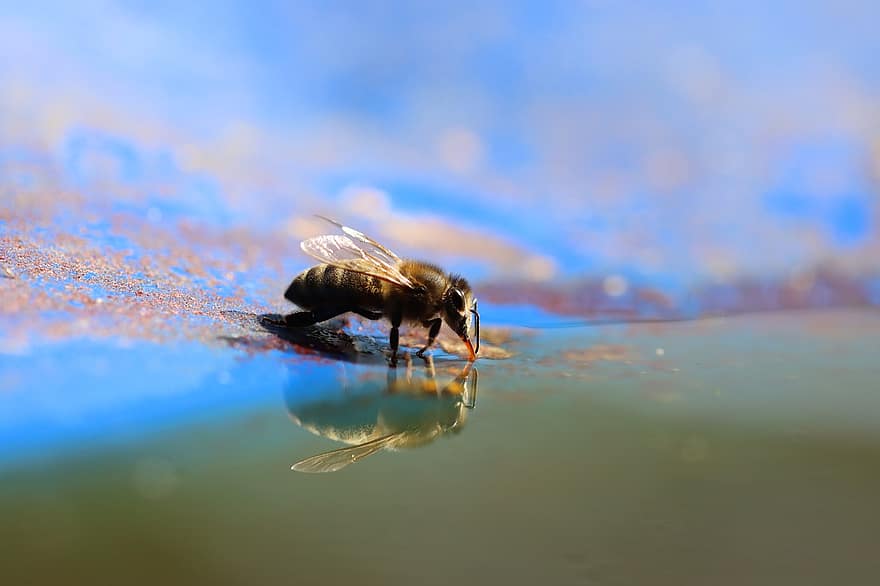 abeja, insecto, alas, agua, suelo, reflexión