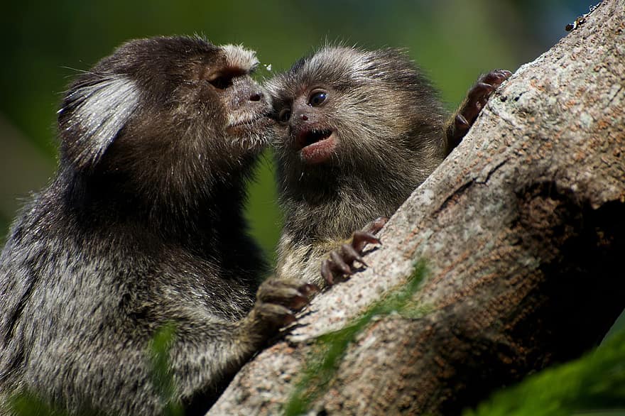 Sagui Monkeys, apinoita, kädelliset, äiti ja lapsi, jälkeläiset, vauvan apina, villieläimiä, erämaa, nisäkkäät, eläimet, eläinten maailma