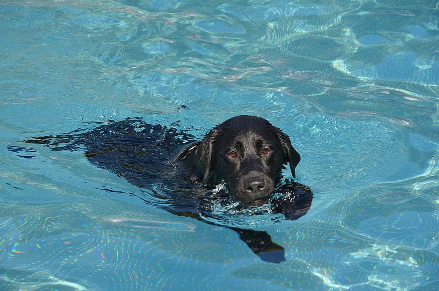 Labrador, chien nageant, bassin, eau, labrador retriever, animal de compagnie, animal, canin, nager, chien, animaux domestiques