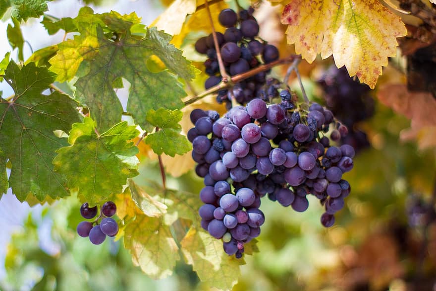 buah, anggur, organik, alam, musim gugur