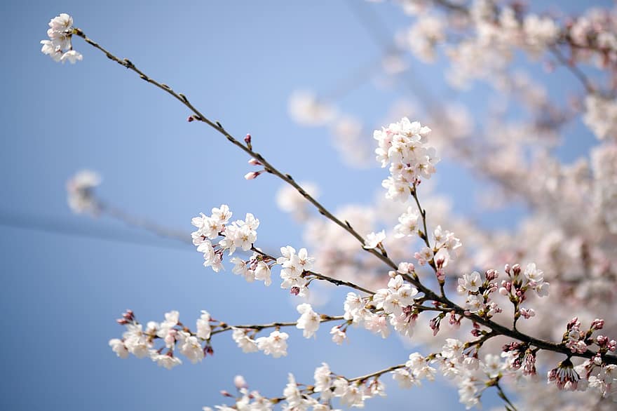 flori, primăvară, floare de cires, copac, sezonier, Japonia, a inflori, inflori, petale, creştere, ramură