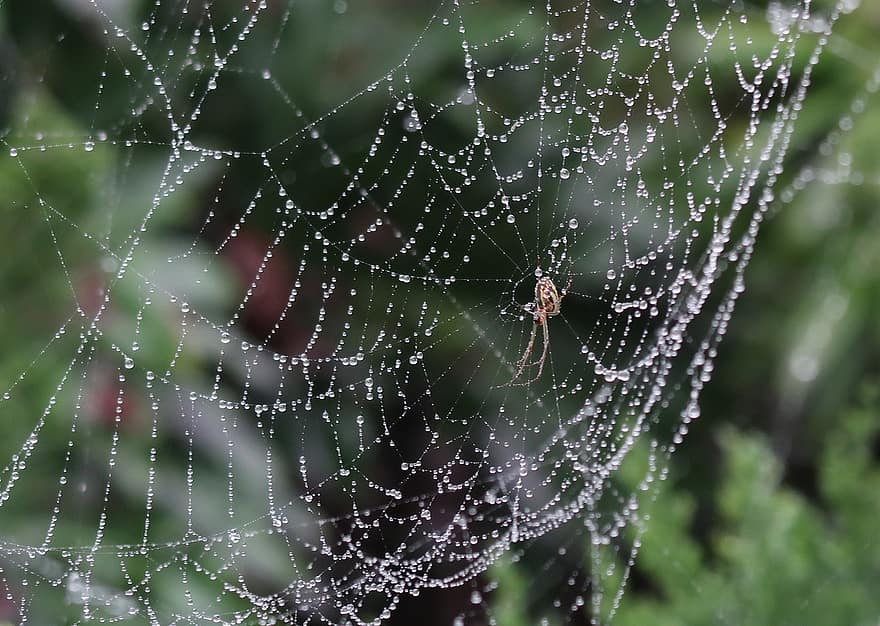 spin, spinachtige, spinnenweb, spinneweb, web, bol, wever, insect, kever, arachnophobia, natuur