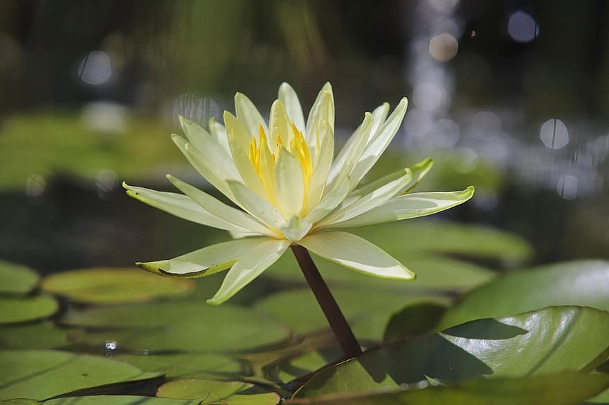 Water Lily, Lily Pad, Water, Flower, Plant, Flora, Zen, Leaves, Petal, Pond, Nuphar Lutea