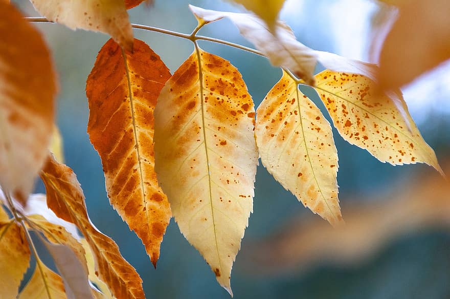 秋、葉、ブランチ、紅葉、木、工場、自然、シーズン