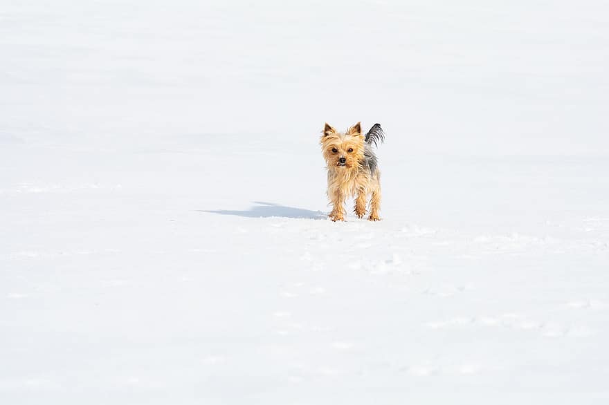 Yorkshire Terrier, hund, kjæledyr, canine, dyr, pels, snute, pattedyr, hundportrett, dyr verden, vinter