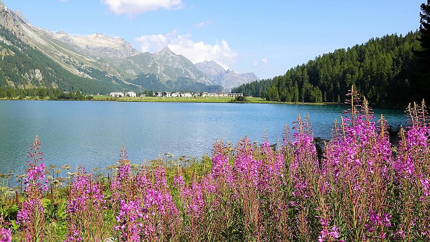 Mountains, Lake, Flowers, Meadow, Forest, Trees, Lake Sils, Engadin, Nature