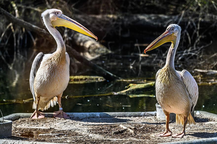 pelicans, ocells, parell, becs, plomes, plomatge, av, aus d'aigua, aviària, ornitologia, animals