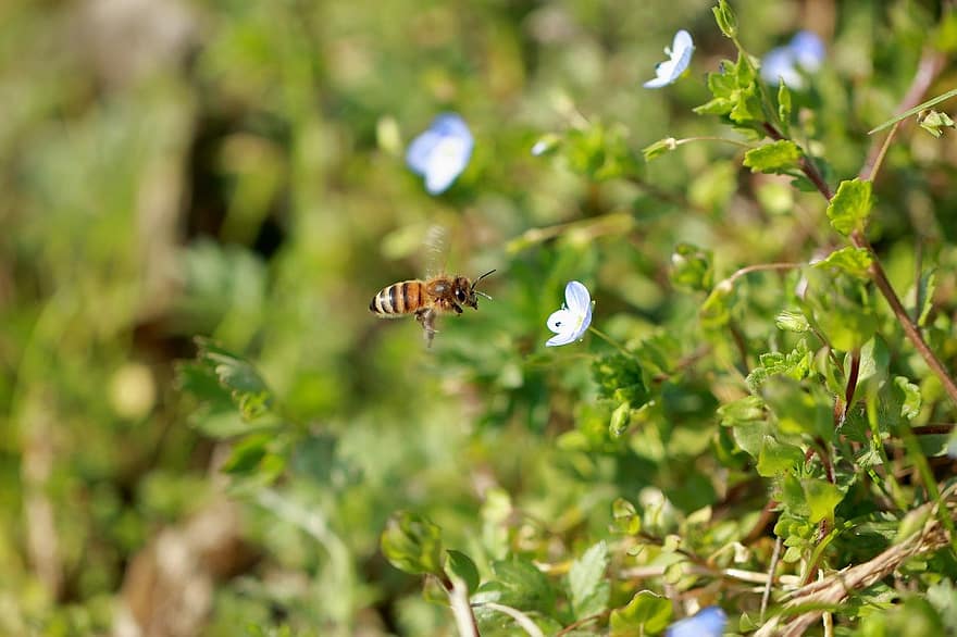 मधुमक्खी, कीट, सेचन, परागन, फूल, पंखों वाले कीड़े, पंख, प्रकृति, कलापक्ष, कीटविज्ञान, क्लोज़ अप