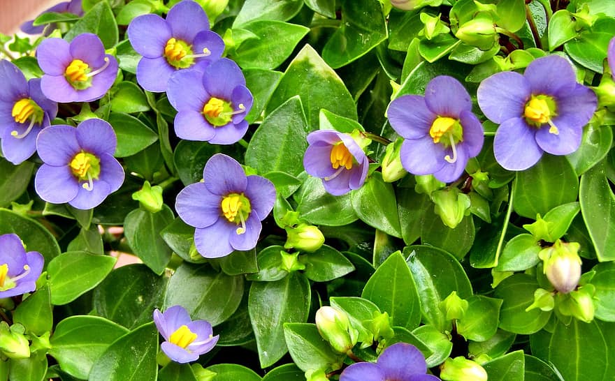 Flowers, Blumenstock, Purple, Leaves, Violet, Green, Close Up, Flowerpot, Birthday
