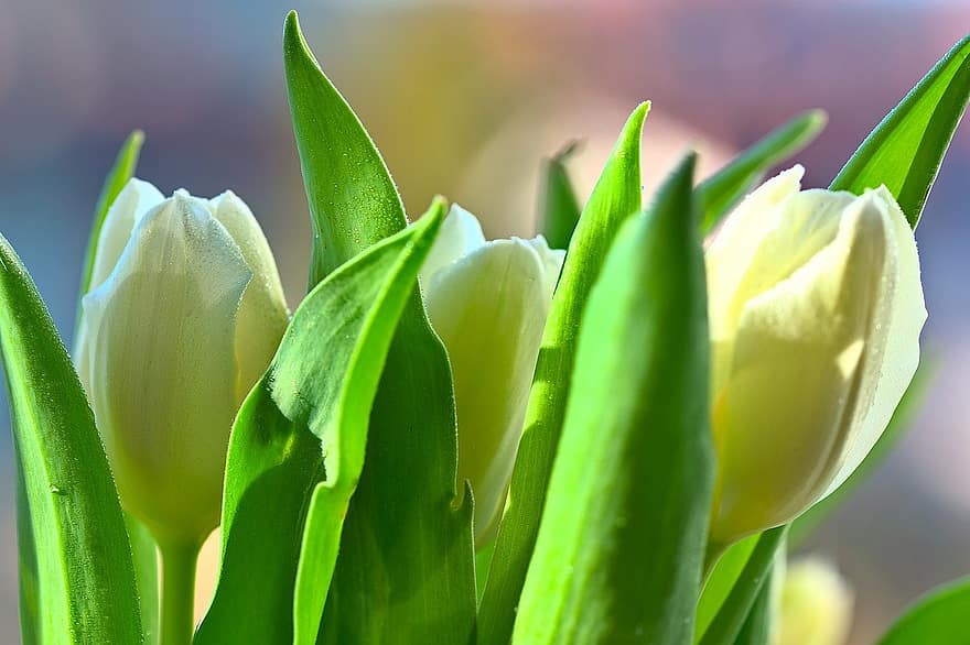 tulipaner, blomster, gule blomster, petals, gule kronblader, blomst, blomstre, flora, planter, natur, grønn farge