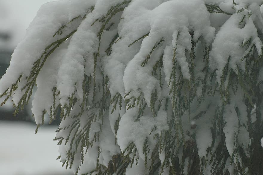 neige, à feuilles persistantes, hiver, pin, du froid