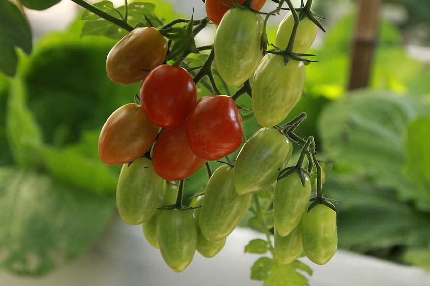tomaatit, vihannespuutarha, puutarha, luonto