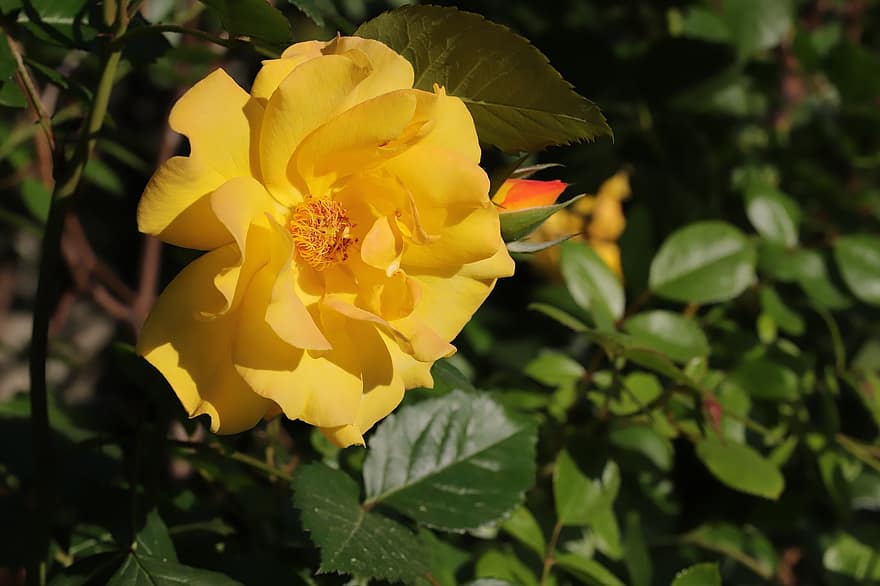 Rosa, flor, primavera, planta, Rosa amarilla, flor amarilla, floración, flor de primavera, jardín, naturaleza, hoja