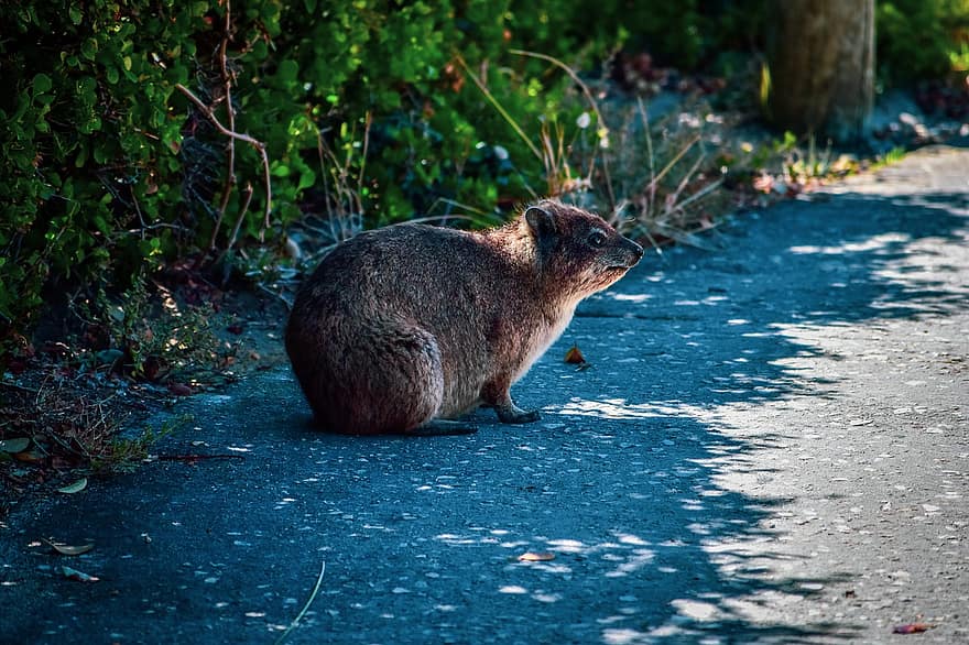 рок кролик, dassie, млекопитающее, Procavia Capensis, Мыс Скальный Дайракс, животное, живая природа