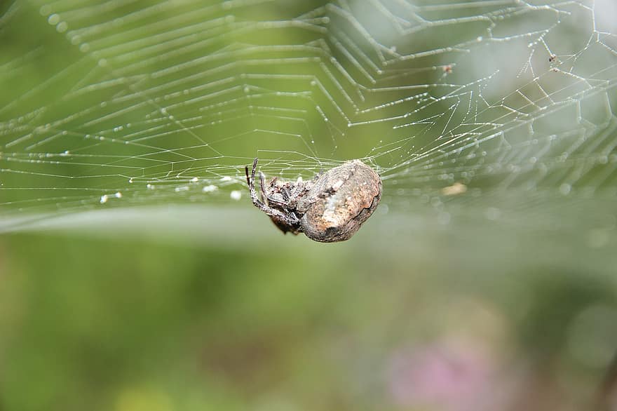 Spider, Spider Web, Cobweb, Spider Silk, Animal, Arachnid, Arthropod, Nature