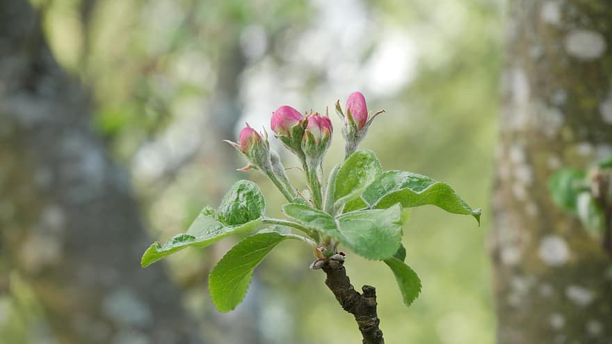 zieds, pumpuru, raksturs, rozā, fona, skaists, svaiga, dabiski, sezonā, pavasarī, koks