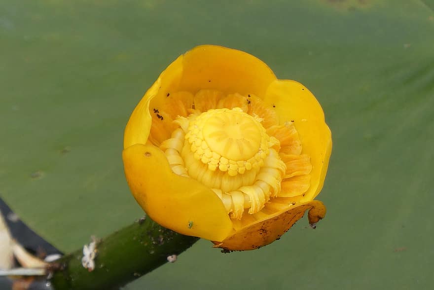gelbe Seerose, Gelbe Diskette, Nuphar Lutea, Blume, Gemüse, gelbe Blume, Wasserpflanze, Blütenblätter, blühen, Natur, Naturfotografie