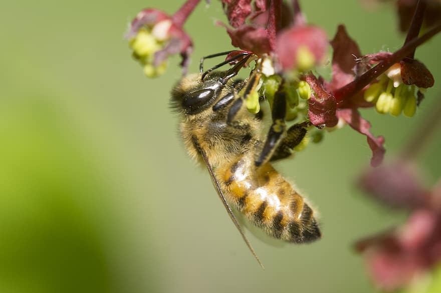 Bie, nektar, blomst, honningbie, insekt, dyr, pollinering, løvtre, anlegg, hage, natur