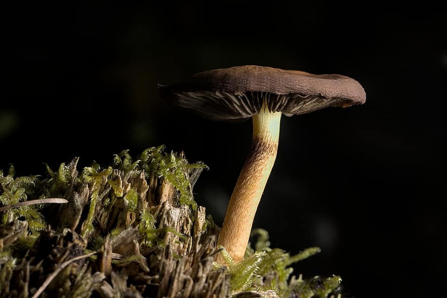 гриб, дисковий грибок, падіння, мох, ліс, поганка