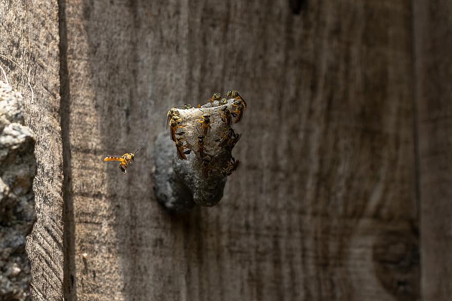 Bee, Insect, Pollination, Hymenoptera, Nature, Wings, Hive, Beekeeping, wood, close-up, animal nest