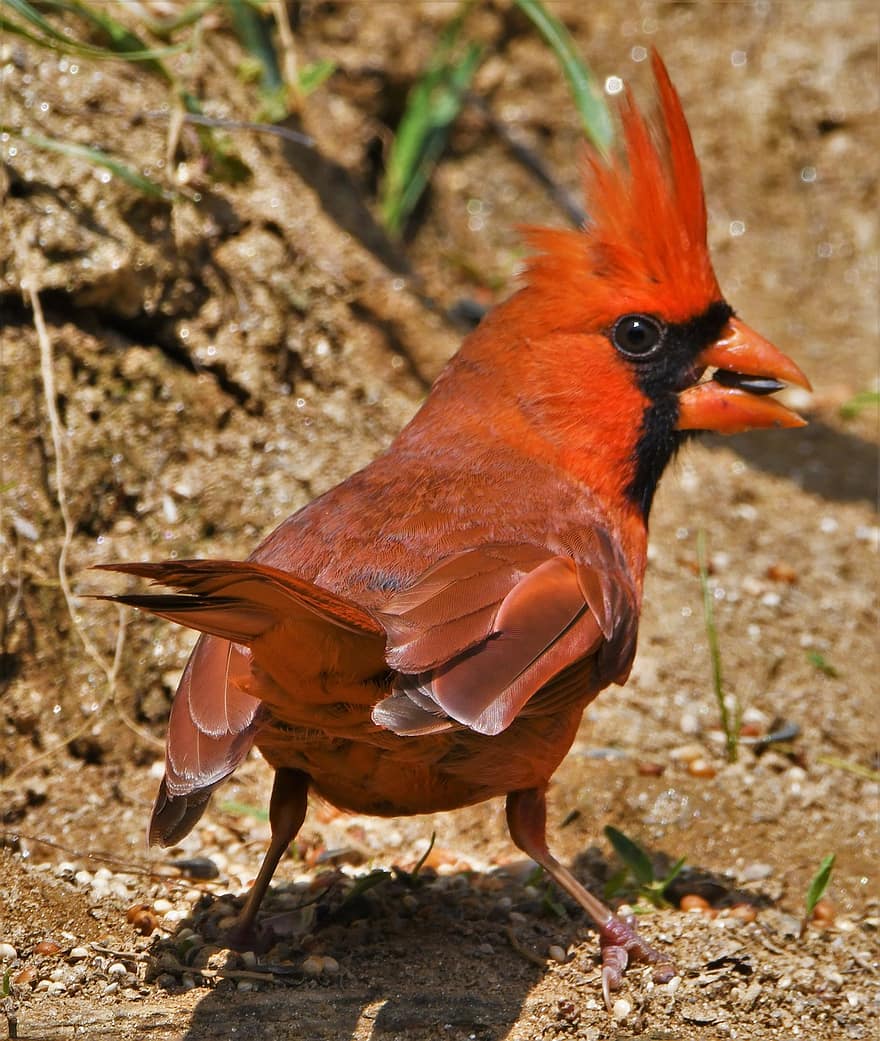 kuş, kırmızı kuş, kardinal, ötücü kuş, yaban hayatı, tüyler, doğa, kuzey, portre, erkek, açık havada