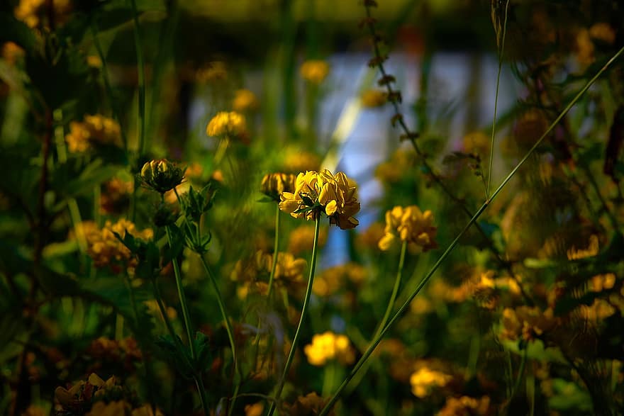 Blumen, See, Natur, Wasser, Landschaft, Teich, blühen