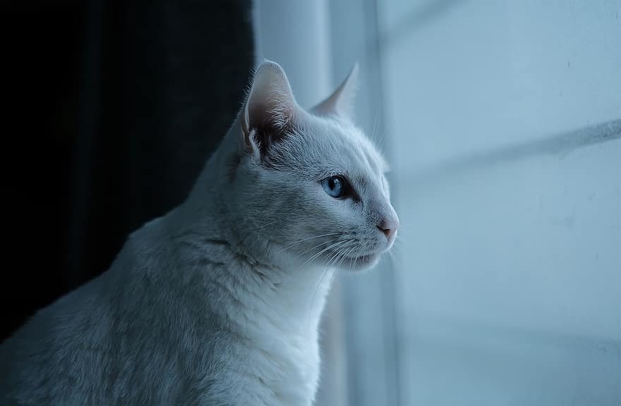 قط ، حيوان اليف ، قطة بيضاء