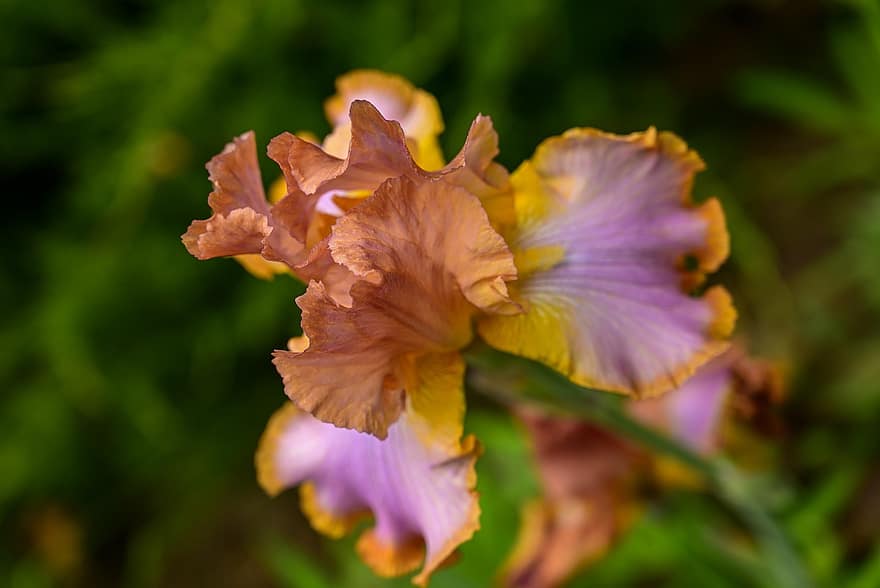 Iris, Blume, Garten, Blütenblätter, Frühling, blühen, Flora, Pflanze, Nahansicht, Sommer-, Blatt