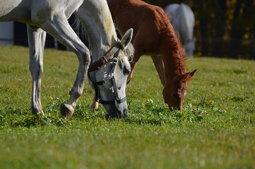Horses, Grazing, Paddock, Foal, Marbach Stud, Arabian Horses, Horsestable Studfarm, Gomadingen