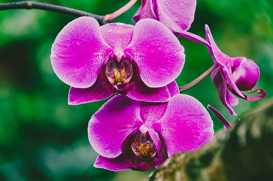 Flower, Plant, Orchid, Blossoms, Nature, Botany, Growth, Bloom, Blossom, close-up, petal