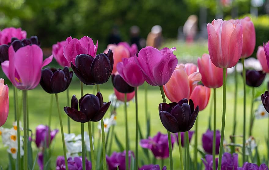 flor, tulipanes coloridos, parque, paisaje, Temporada de tulipanes, floración, planta, rosado, verde, tulipanes burdeos, tulipán de primavera